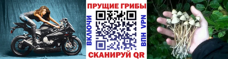 Галлюциногенные грибы прущие грибы  ссылка на мегу tor  Пойковский 